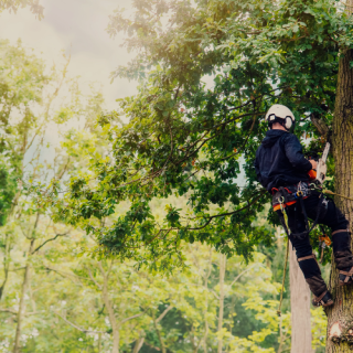 Arborist langetamas puud ronimisvarustuse ja mootorsaega