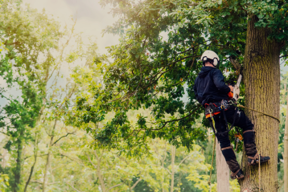 Arborist langetamas puud ronimisvarustuse ja mootorsaega